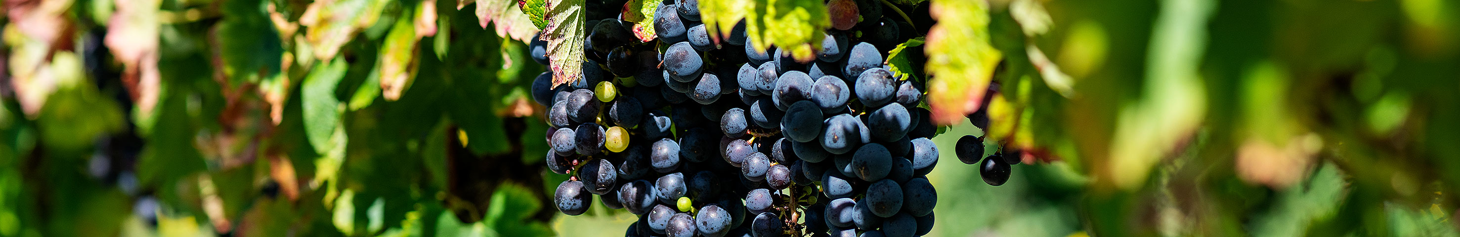 Vin|Wein|Wine